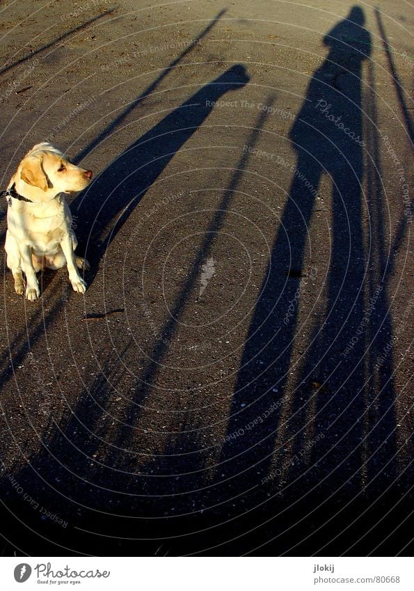 shadow fur Labrador Lop ears Sustained Dog Blonde Long Asphalt Instant messaging Background picture To go for a walk Animal Pelt Curiosity Interest Going Darken