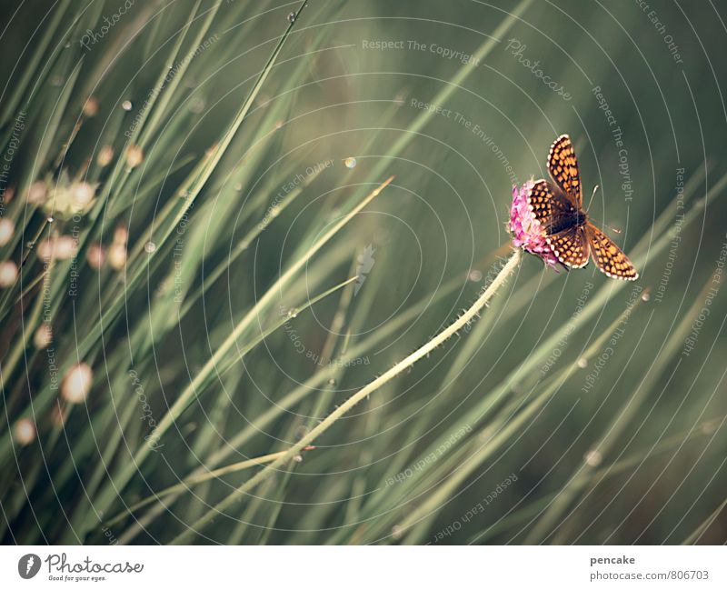 butterfly in the wind Nature Plant Animal Elements Summer Wind Warmth Grass Bushes Butterfly 1 Sign Flying To enjoy To swing Esthetic Authentic Romance