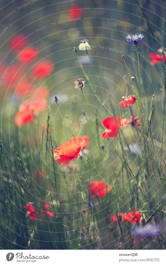 Berlin meadows. Art Esthetic Contentment Soft Poppy Poppy blossom Poppy field Meadow Wayside Red Dreamily Idyll Grass Green Summery Blur Blossoming Flower