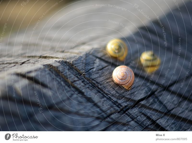 snails Animal Snail 3 Small Moody Caution Serene Patient Calm Snail shell Crawl Wood Slowly Colour photo Multicoloured Exterior shot Deserted Copy Space left