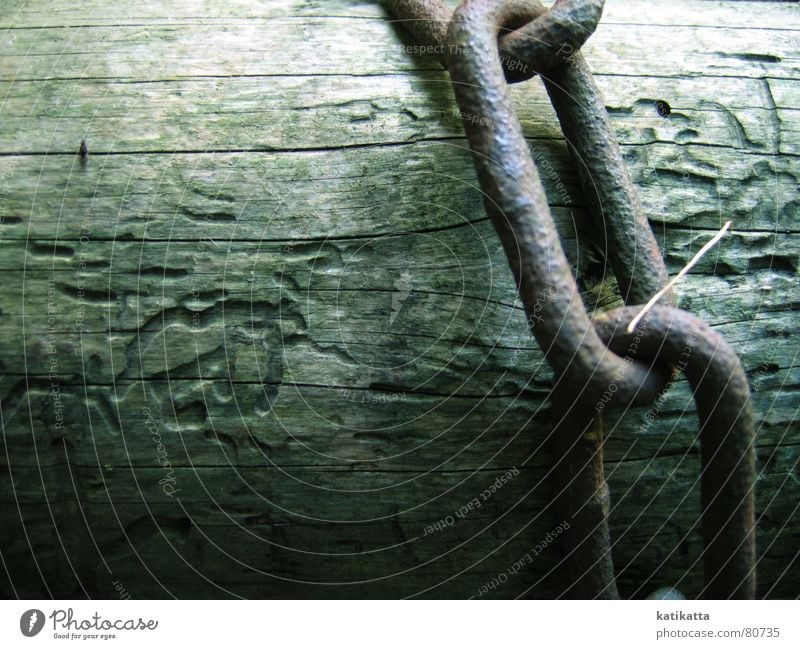 without words. Chain link Tree Wood Captured Green Loneliness Hope Calm Serene Tree trunk Barrier Natural phenomenon Autumn Grief Distress follow a line Nature