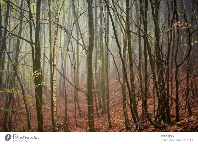 forest Nature Autumn Fog Tree Birch tree Beech tree Leaf Forest Wet Natural Gloomy Brown Damp Eerie Colour photo Subdued colour Exterior shot Deserted Morning