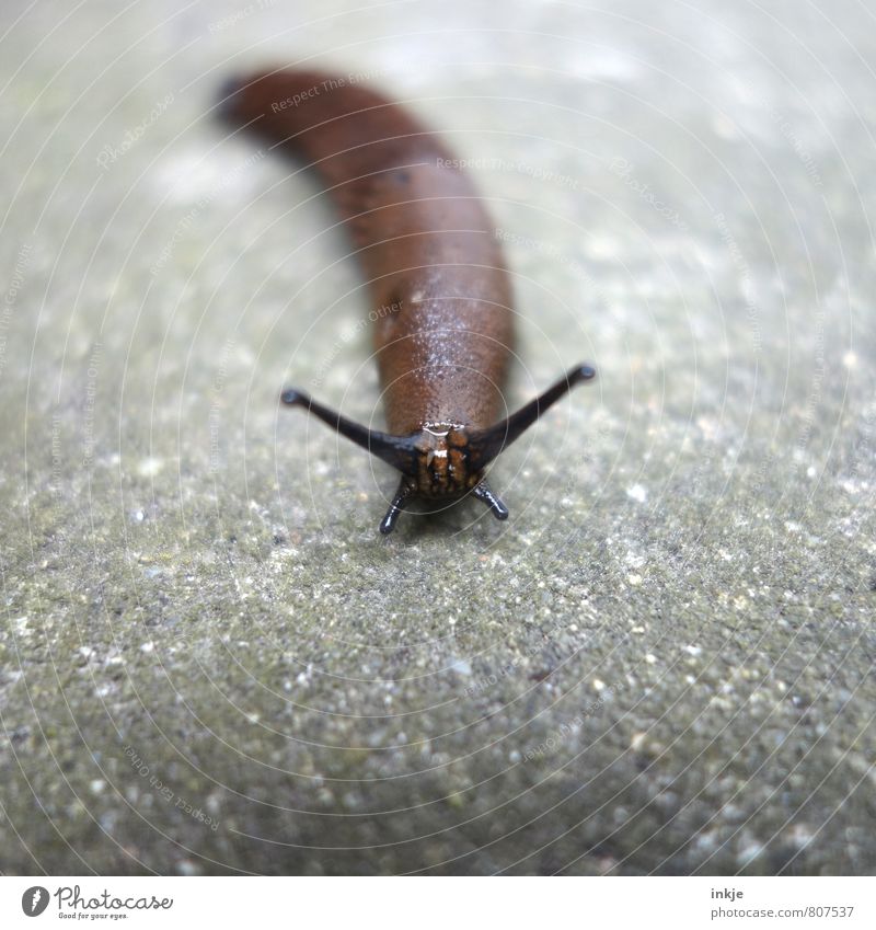 slow-motion Deserted Snail Animal face Slug 1 Stone Concrete Disgust Glittering Naked Wet Brown Gray Smoothness Slimy Destructive weed Colour photo