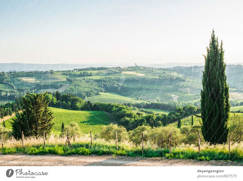 Cypress tree in Toscan Vacation & Travel Summer House (Residential Structure) Culture Nature Landscape Sky Tree Meadow Hill Street Green Idyll Italy Tuscany