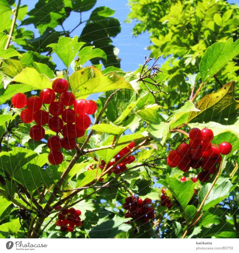 summer. Summer Sun Leaf Red Green Spring Bushes Physics Shadow Park Garden Berries Sky Blue Fruit Twig Warmth warm season