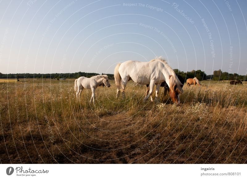 RENEWS Nature Landscape Sky Horizon Sunlight Summer Grass Animal Farm animal Horse Iceland Pony Foal dam Herd Baby animal Animal family To feed Stand