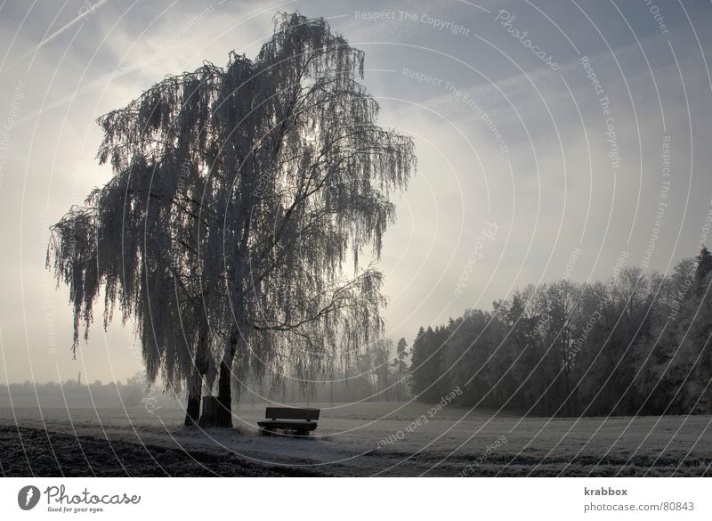 Tree in winter Hoar frost Calm Stagnating Frozen Field Cold To be silent Serene Winter Wilderness Loneliness Doze Weather Environment Ice Silent Unobserved