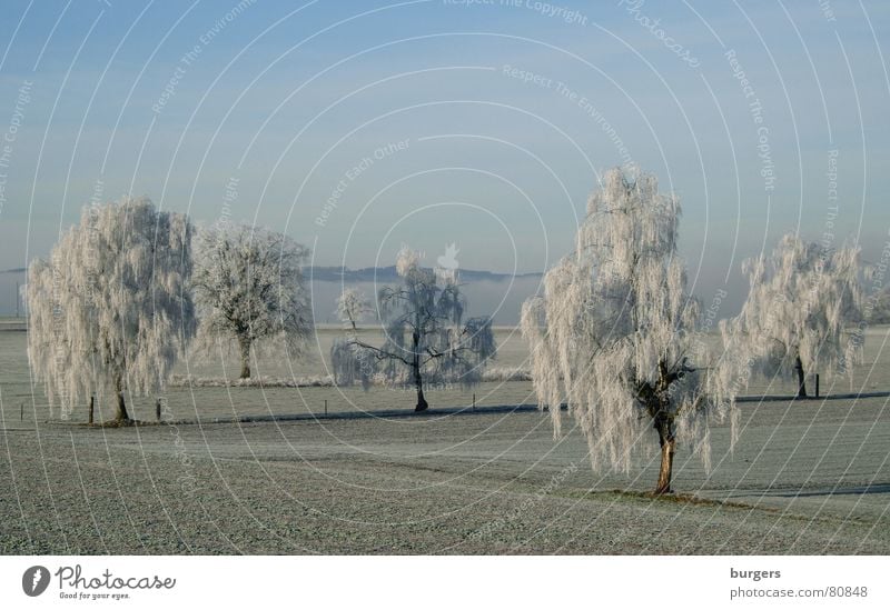 sugar icing Tree Birch tree Hoar frost Field Cold Switzerland Winter Snow Sky Blue Morning Shadow Landscape Frost