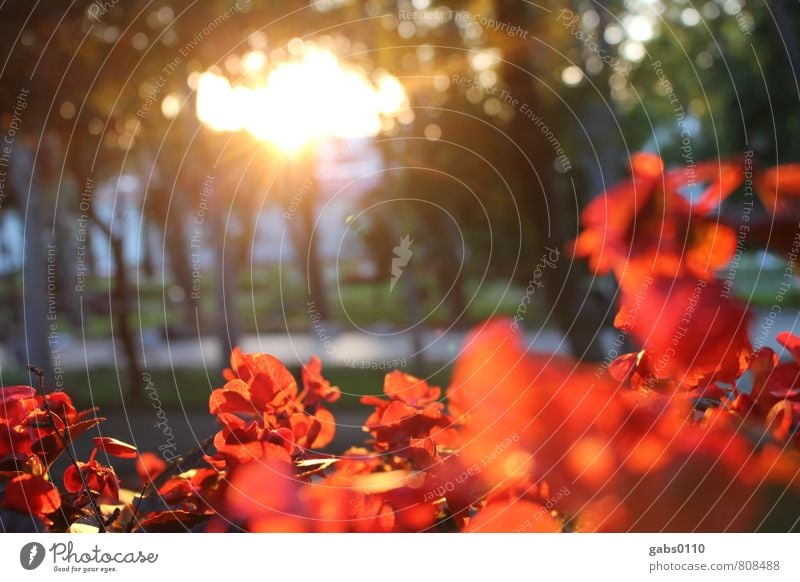 red flowers Environment Plant Blossom Park Yellow Green Red Tree Sun Romance Lanes & trails Promenade Warmth Positive Colour photo Exterior shot Deserted