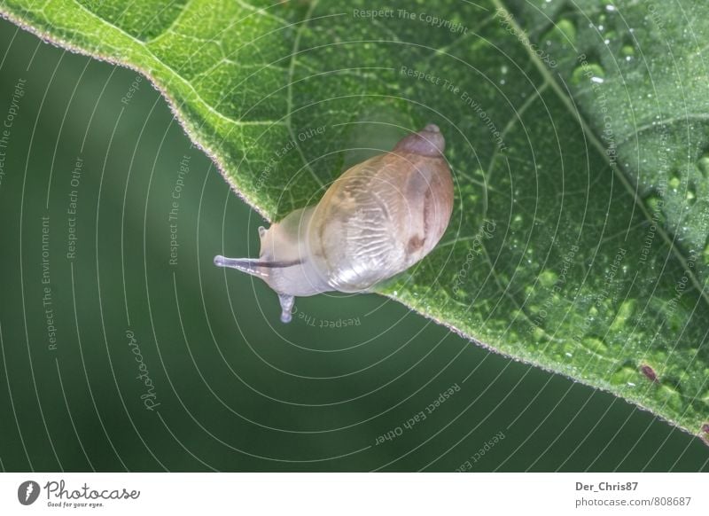 Bye snail Nature Animal Drops of water Leaf Foliage plant Wild animal Snail 1 Running Discover Relaxation Disgust Elegant Friendliness Curiosity Slimy Green