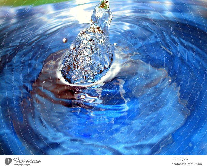 bulging Inject Macro (Extreme close-up) Close-up Water Blue Closure Treetop kaz