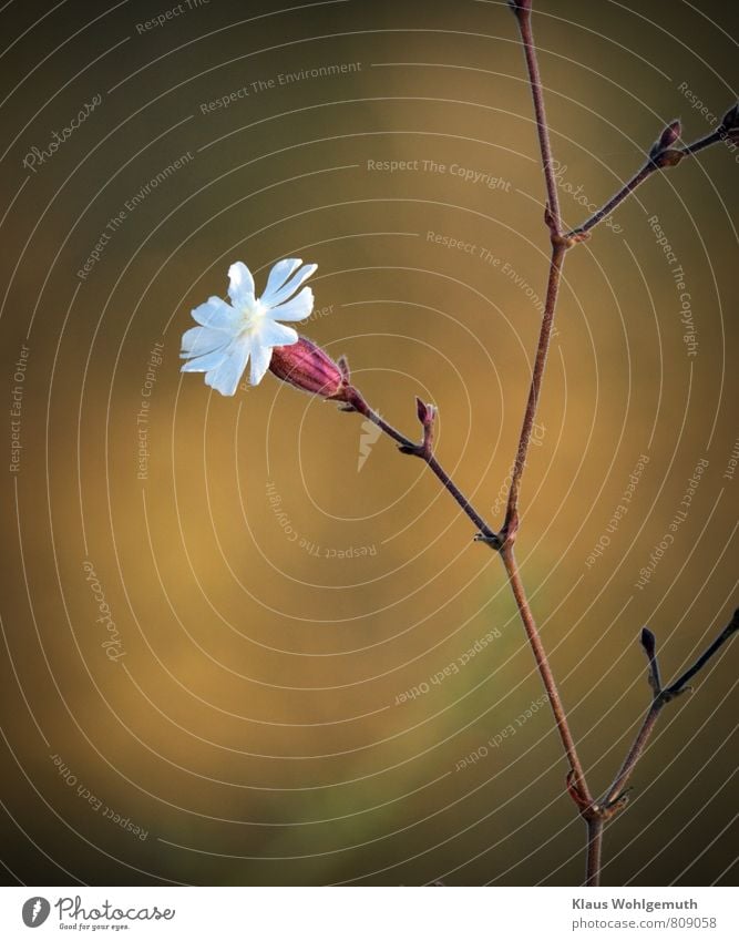 Flower of a field campion stretches gravely in the height Environment Nature Plant Summer Blossom Wild plant Weed Field Blossoming Brown Red White Delicate