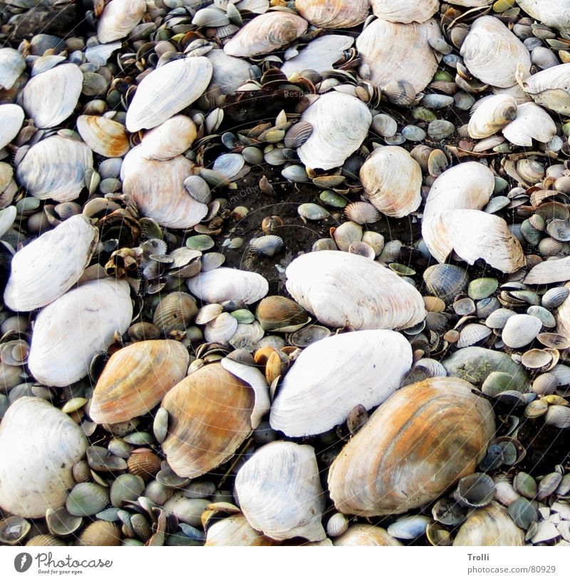 Big Family Multiple Multicoloured Mussel Beach Ocean Coast Many Earth Orange