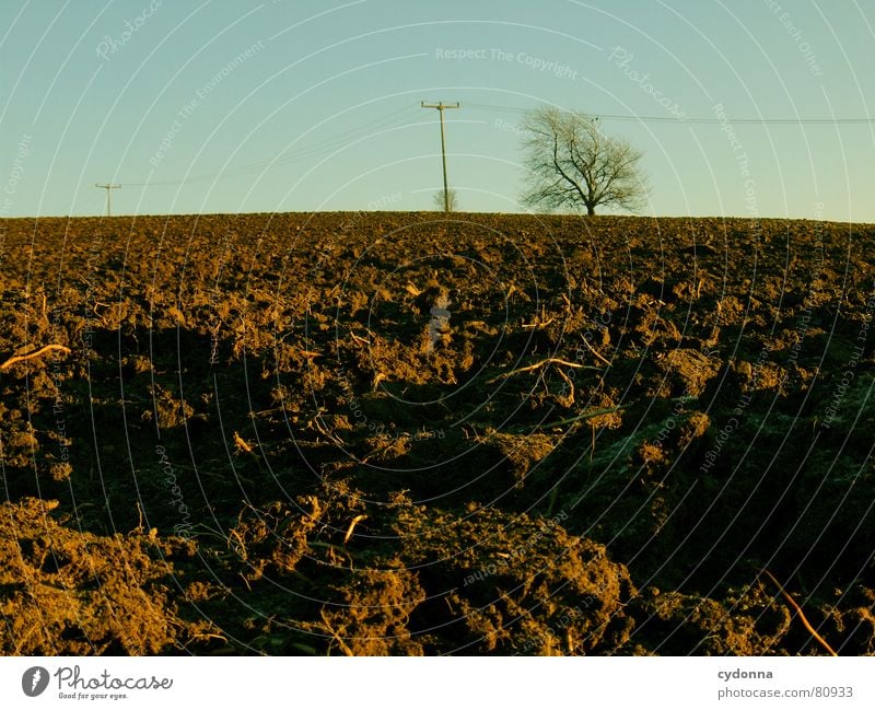 Long cable I Hiking Electricity High-power current Overhead line Concrete Column Field Fertile Agriculture Tree Far-off places Winter Energy industry