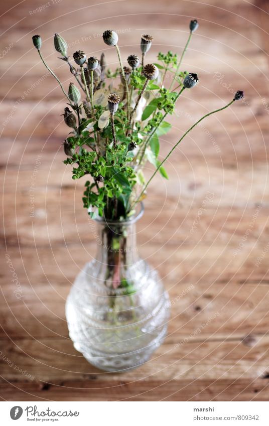 another one of those poppy days... Nature Plant Flower Green Poppy Poppy capsule Ostrich Vase Decoration Picked Meadow flower Colour photo Interior shot Day