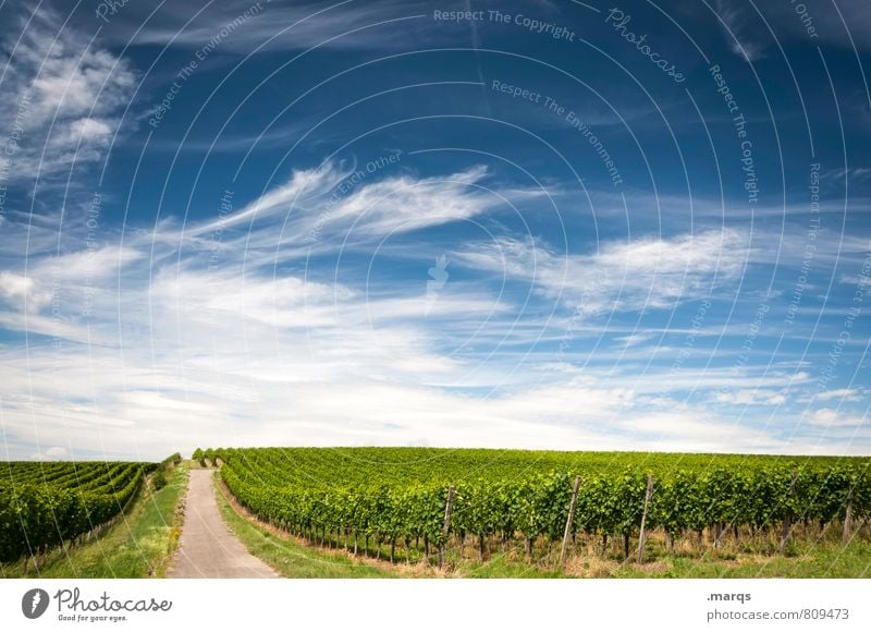 viticulture Trip Environment Nature Landscape Sky Clouds Horizon Summer Autumn Beautiful weather Plant Agricultural crop Vine Wine growing Winery Street