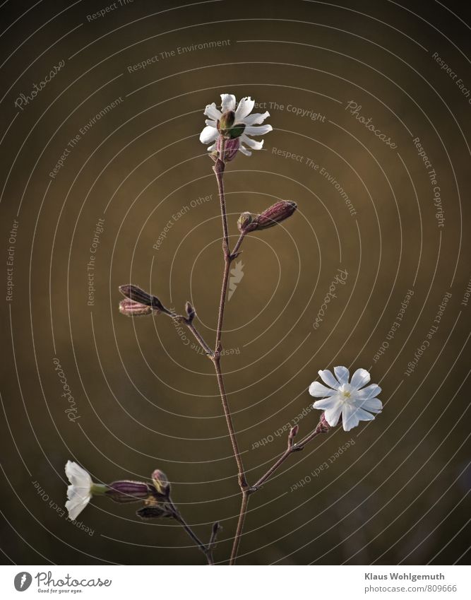 Stem of light carnation stretches towards the light with flowers. Environment Nature Plant Summer Blossom White campion Meadow Field Brown Yellow Gray Stalk Bud