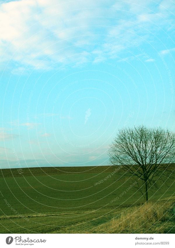 Stand alone Meadow Tree Sky kaz