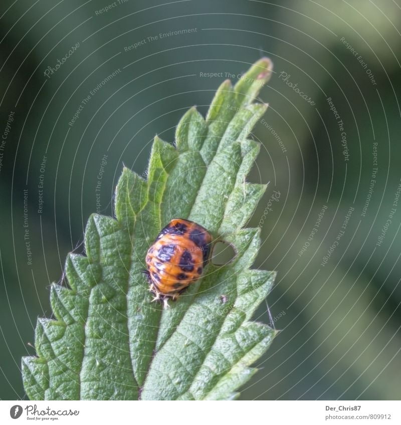 Bad ladybug? Environment Nature Animal Plant Leaf Foliage plant Wild animal Beetle 1 Hang Crawl Threat Disgust Creepy Hideous Green Orange Black Fear Adventure