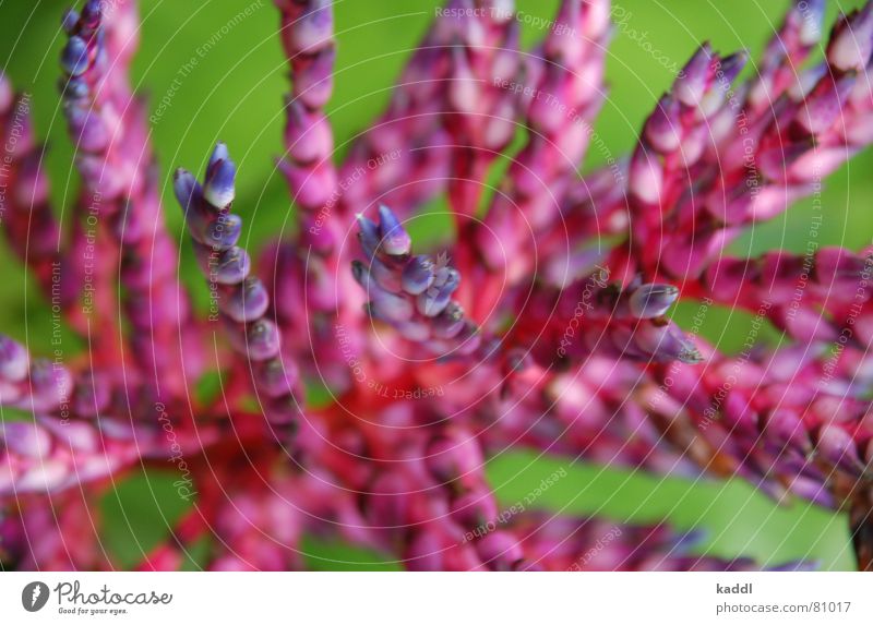 PinkPlant Lounge Singapore Macro (Extreme close-up) happyness blossom flower harmony aechmea aechmea blue rain