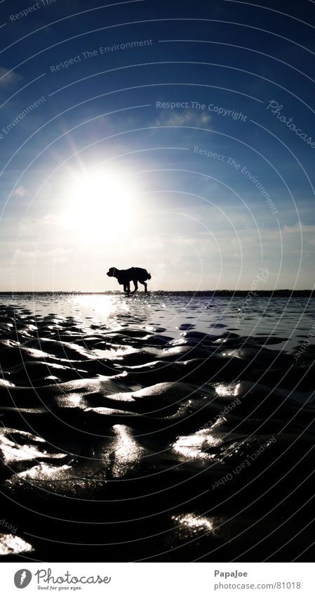 Dog on the beach Briard Beach Cold Wet Clouds Back-light Animal Ocean December Horizon Silhouette Damp Ice Snapshot Environment Fresh Bathing place Gentleman