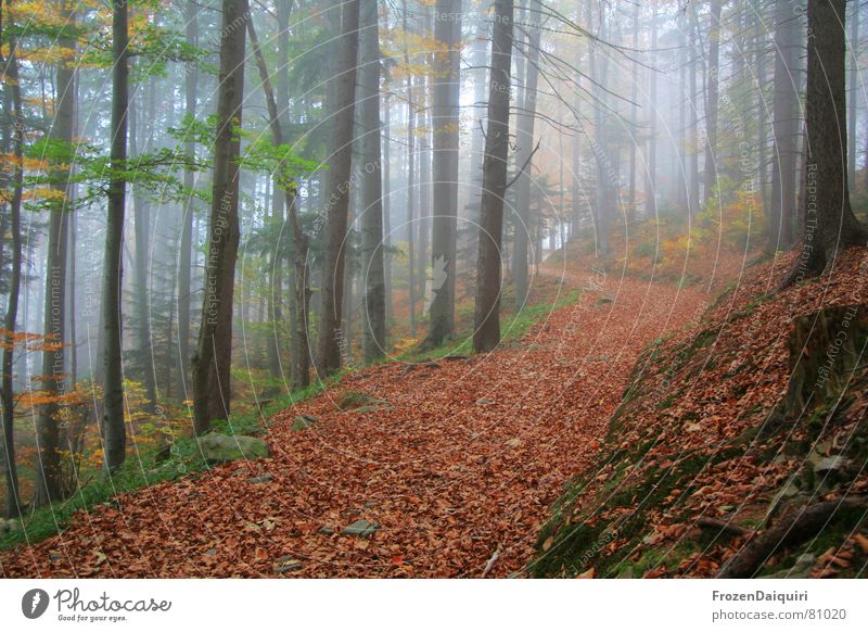 Autumn Forest Road No. 5 Jinxed Tree Leaf Multicoloured Dark Yellow Green Light National Day Fog Federal State of Lower Austria Red Hiking Autumnal colours