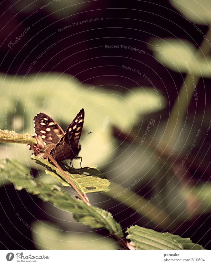 Timeless Nature Summer Autumn Beautiful weather Bushes Leaf Forest Animal Butterfly 1 Esthetic Brown Green Flying Looking Vantage point Relaxation