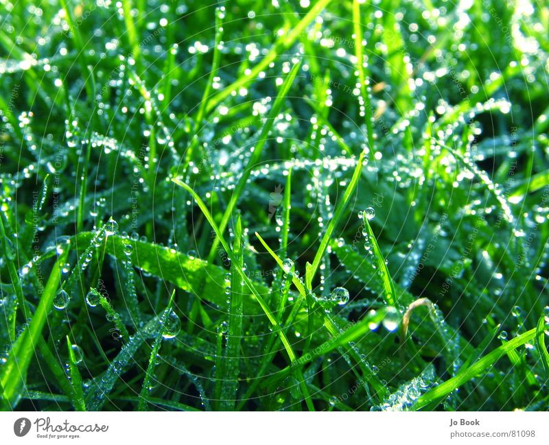 Green grass Blue glass Grass Beautiful Meadow Dew Drops of water Grassland Heavenly Slick Tasty Lawn Nature Water Life a feast for the eyes Esthetic