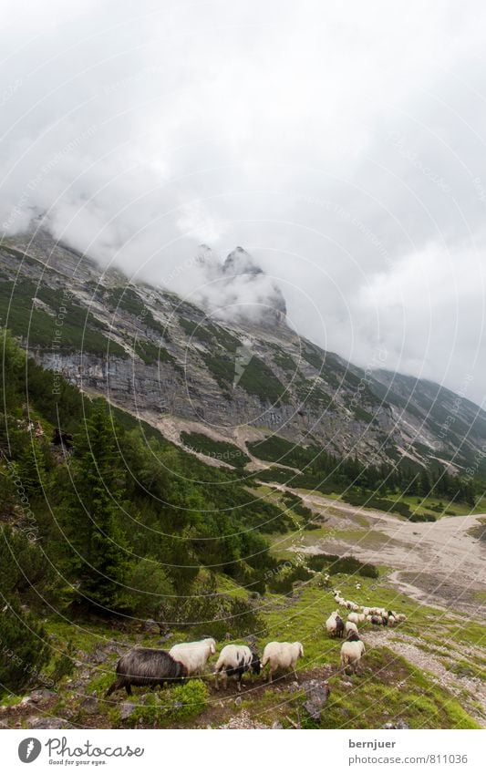 traffic jam Nature Landscape Earth Air Clouds Bad weather Gale Alps Mountain Peak Animal Farm animal Herd Fresh Funny Green Judicious Row Sequence leader Flock