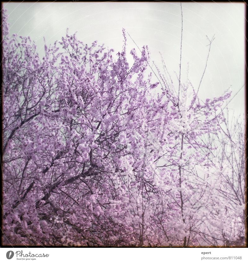 FLOWERING TIME Nature Plant Tree Blossom Cherry blossom Cherry tree Blossoming Natural Soft Violet Pink Beautiful Patient Purity Beginning Colour Transience