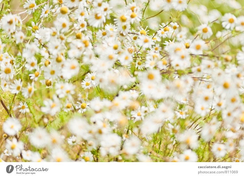 chamomile Nature Plant Summer Beautiful weather Wild plant Chamomile Meadow Blossoming Illuminate Simple Friendliness Near Natural Green Orange White