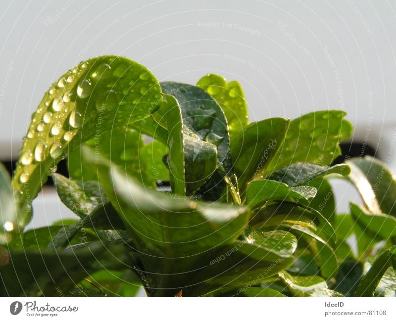 Bonsai in freedom Wellness Life Relaxation Calm Meditation Freedom Environment Nature Landscape Plant Water Drops of water Beautiful weather Tree Leaf