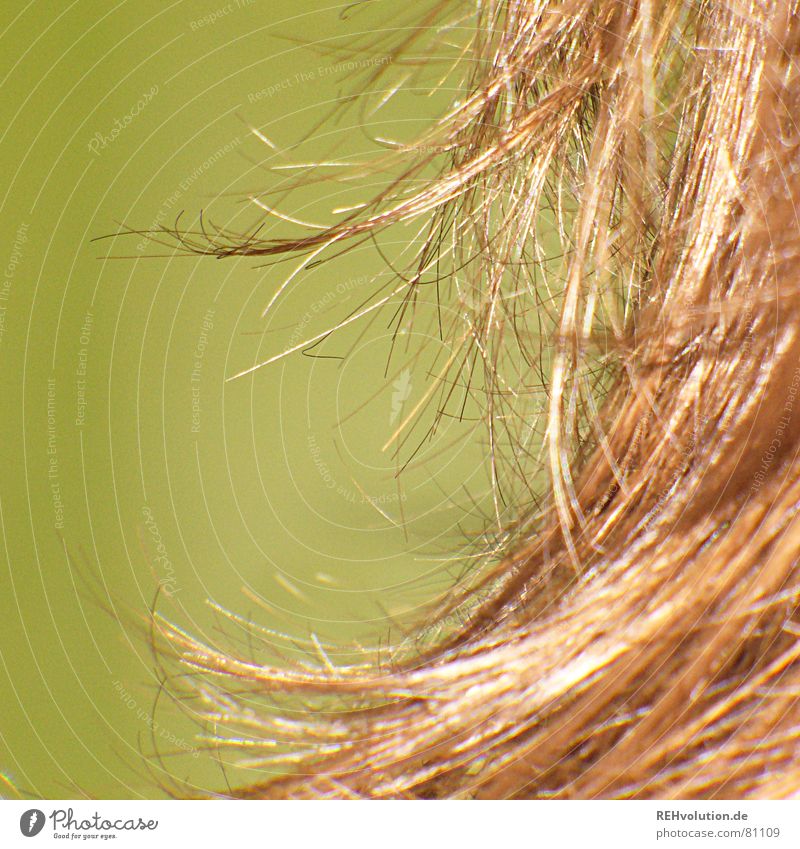 Hair Ensemble 3 Curly hair Bathroom Disheveled Cold Hair and hairstyles Dry Waves Brown Green Long-haired Laundered Beautiful clamping force shaggy Hairdresser