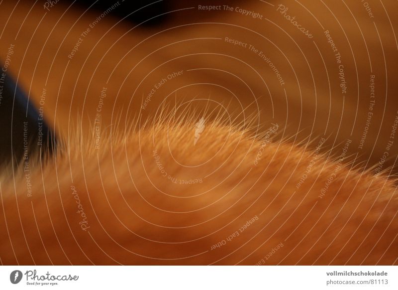 pussy Purr Meow Cat Red Felt Striped Pelt Mammal Gooseflesh Domestic cat Orange Macro (Extreme close-up) Ear mackerelled
