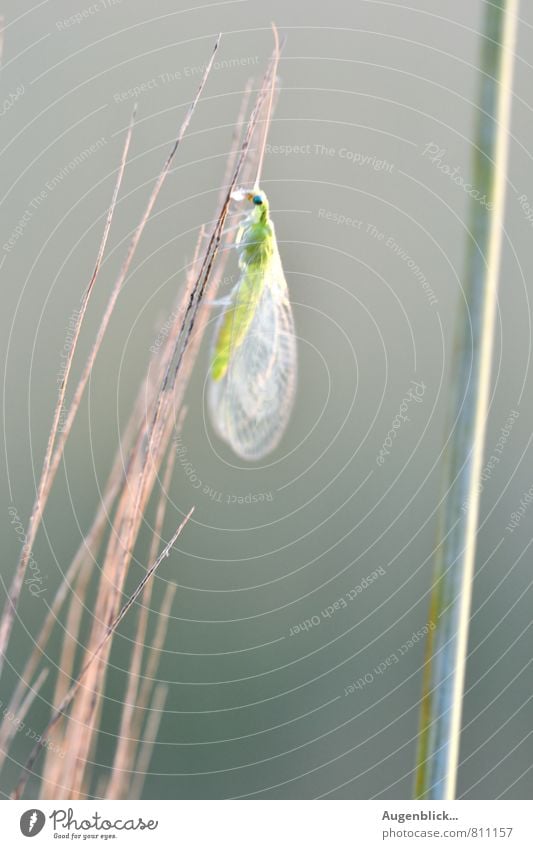 light... Insect 1 Animal Hang Wait Glittering Natural Blue Gray Green Exterior shot Close-up Macro (Extreme close-up) Twilight