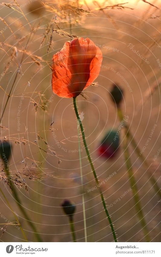 sunlit Nature Sunrise Sunset Summer Beautiful weather Flower Grass Poppy Meadow Field Discover Relaxation Illuminate Dream Living or residing Uniqueness Warmth