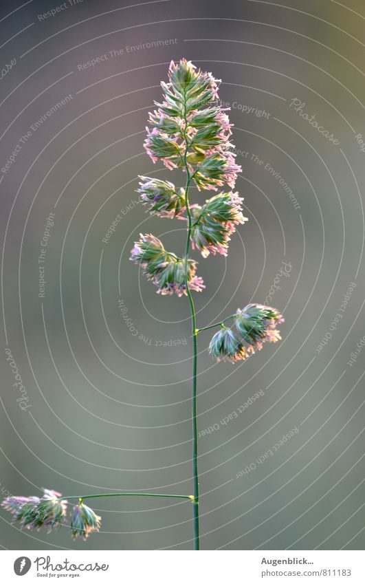 ...outside... Nature Sunrise Sunset Spring Summer Beautiful weather Grass Fresh Cold Cuddly Juicy Green Calm Colour photo Close-up Twilight