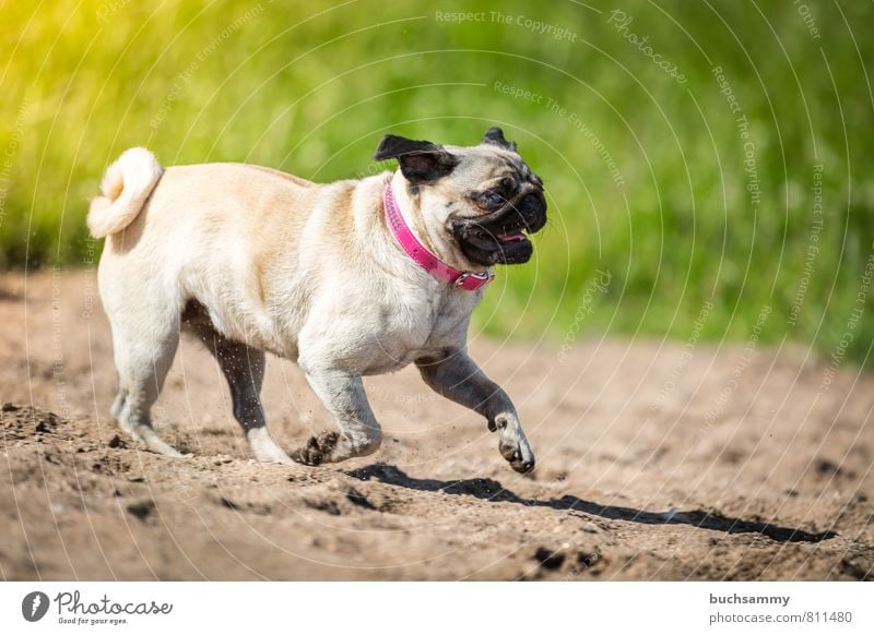 sandpiper Beach Sand Lakeside River bank Animal Pet Dog 1 Going Cool (slang) Cute Speed Brown Green Pink Black eyes Beige Neckband Watchdog fashion dog Pug