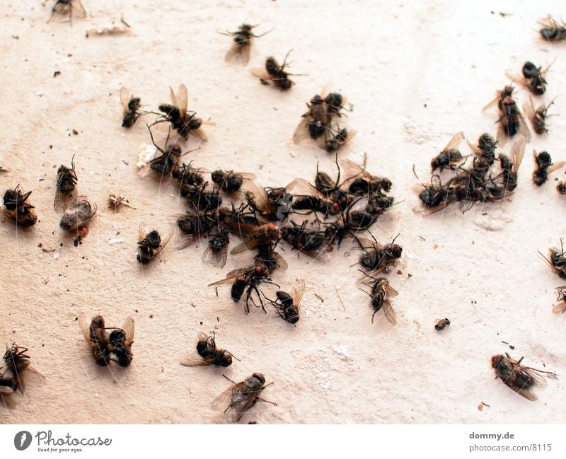 Dying like flies... Multiple Macro (Extreme close-up) Close-up Death Flying Many kaz Group of animals