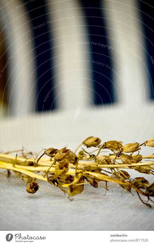 columbine Flower Blossom Plant Dried Shriveled Hay Bouquet Blade of grass Stalk Autumn Death Dry Leaf Table Sun blind Cloth Shallow depth of field Blur