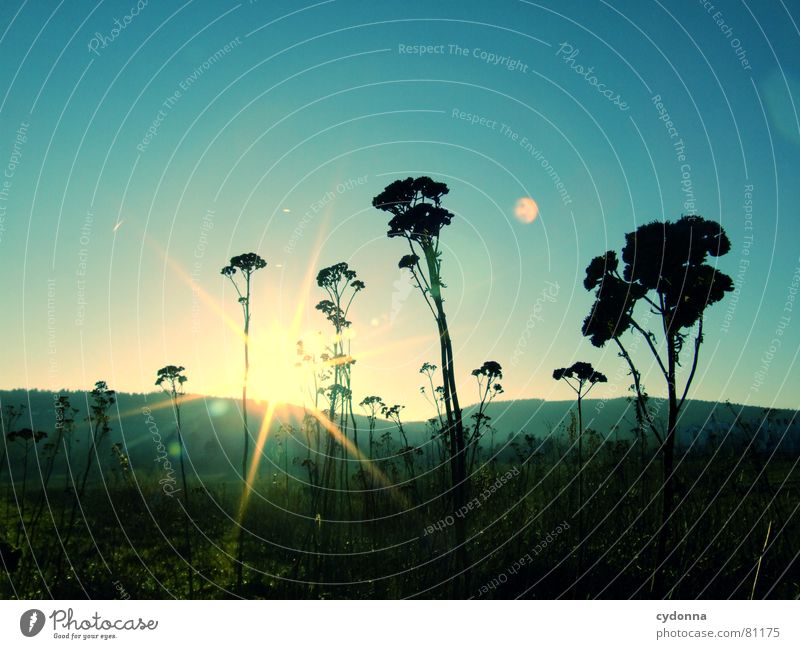 Sunset Character Dark Maturing time Winter Beautiful Flower Moody Impression Reflection Refraction Dazzle Light Stalk Blossom Black Silhouette Meadow Field