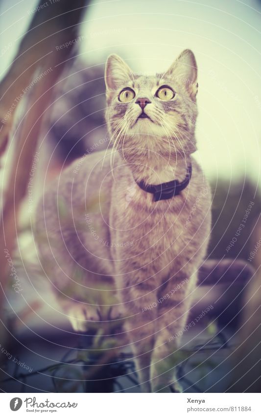 Unknown beauty Animal Pet Cat 1 Curiosity Brown Climbing Cat eyes Concentrate Subdued colour Exterior shot Close-up Deserted Day Shallow depth of field