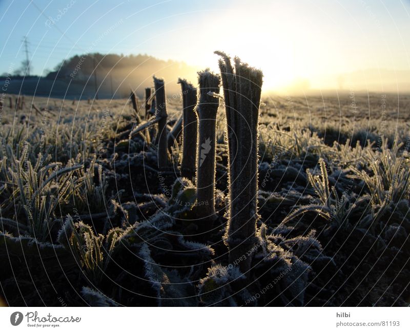 harvested Hoar frost Field Blade of grass Sunrise Autumn Winter Harvest Morning Snow