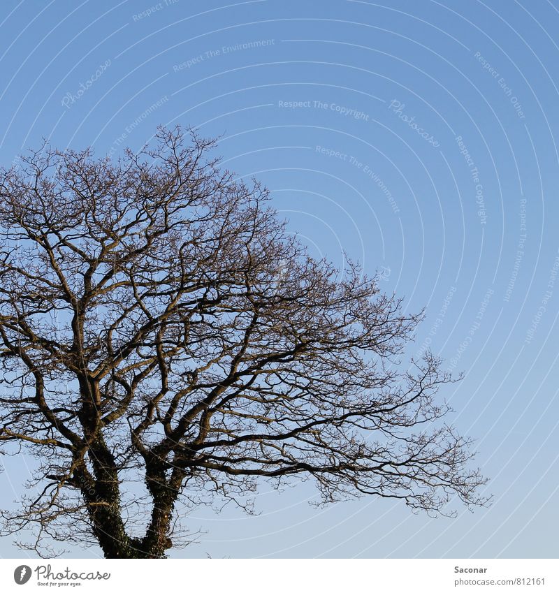 Text space | Tree crown Nature Air Cloudless sky Spring Beautiful weather Free Bright Gloomy Blue Brown Perspective Section of image Treetop Branch