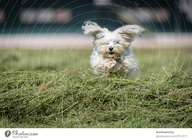 jug ears Joy Playing Animal Grass Meadow Field Pelt Long-haired Pet Dog 1 Going Jump Small White companion dog bichon fur nose Havanais Havanese youthful