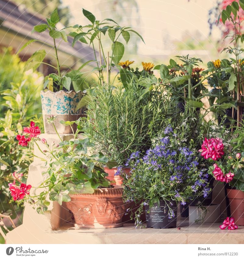 planting time Spring Beautiful weather Flower Pot plant Garden Blossoming Multicoloured Joie de vivre (Vitality) Spring fever Contentment GARDEN_SPRING Geranium