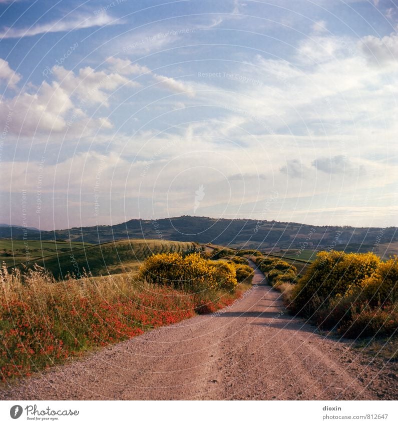 Road to San Quirico Vacation & Travel Tourism Trip Far-off places Freedom Summer Summer vacation Environment Nature Landscape Plant Flower Grass Bushes Field