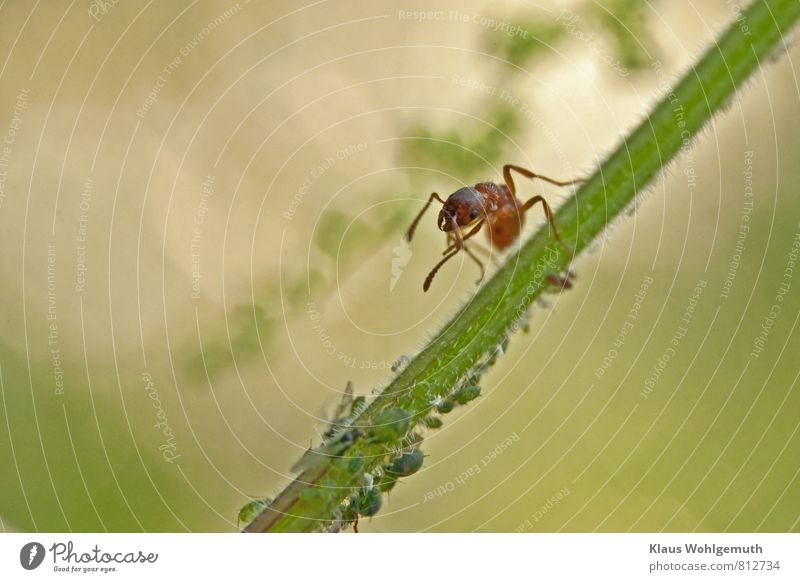 A small ant "herds" its aphids on a stinging nettle stem Summer Plant Foliage plant Park Meadow Forest Animal Ant Greenfly 1 Group of animals Observe Crawl