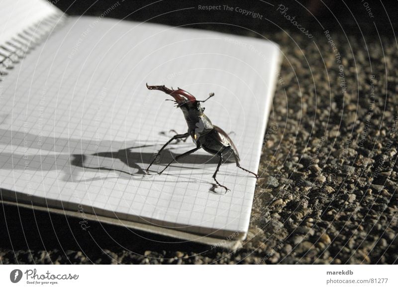 fight Stag beetle Attack Night Dark Block Piece of paper Floodlight Fight Street Shadow