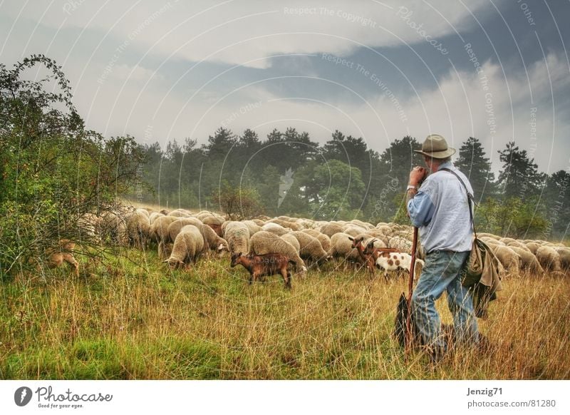 Beware! Goats Farm animal Herdsman Pack Goatskin Kid (Goat) Herding dog Sheep Shepherd Meadow Grass Dog Wool Pelt Agriculture Buck Village green New wool